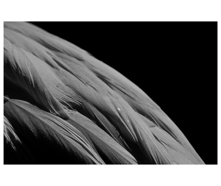 Feather Ticklers